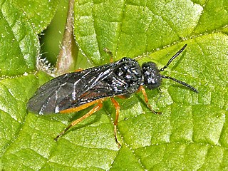 <i>Eutomostethus luteiventris</i> Species of sawfly