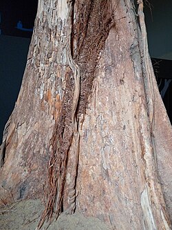 Photographie du tronc d'un Terminalia superba