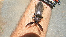 Tetralobus flabellicornis00.JPG