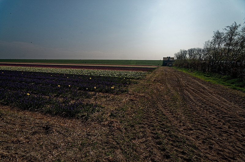 File:Texel - Prins Hendrikpolder - Van der Sterrweg - Flower fields of Tulips & Hyacinths 03.jpg