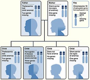 Thalassemia alpha.jpg