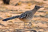 A living Geococcyx californianus, or greater roadrunner The Greater Roadrunner Walking.jpg