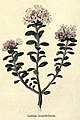 The botanic garden (Plate 13) - Ledum buxifolium.jpg