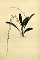 Stelis emarginata (as syn. Stelis tubata) plate 1601 in: The Botanical Cabinet Conrad Loddiges & Son London (1817-1833)