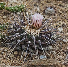 Thelocactus tulensis, Ботанический сад Муних, Алемания, 4 мая 2013 г., DD 01.jpg 