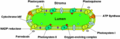 Thylakoid disc with embedded and associated proteins