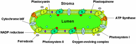 chlorophyll in thylakoid