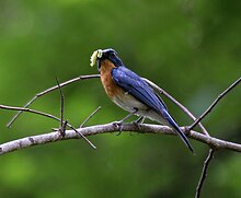 Tickell's blue flycatcher, genus Cyornis Tickell's Blue Flycatcher (Cyornis tickelliae) with feed W IMG 9340.jpg