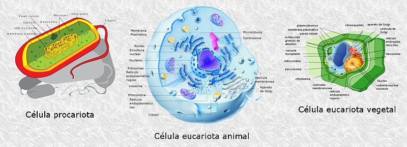 File:Tipos-celulares.jpg
