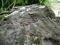 The White Horse Stone, a monolith near Blue Bell Hill. [90]