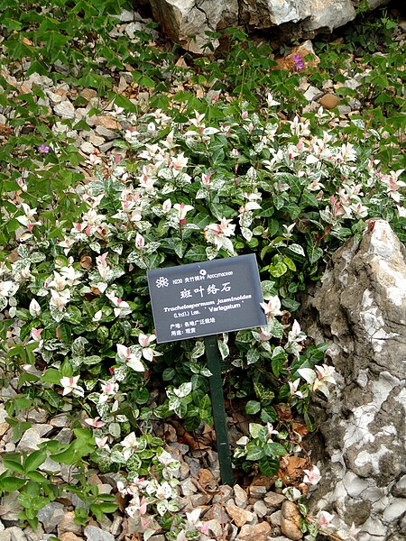 File:Trachelospermum jasminoides - Kunming Botanical Garden - DSC02996.JPG