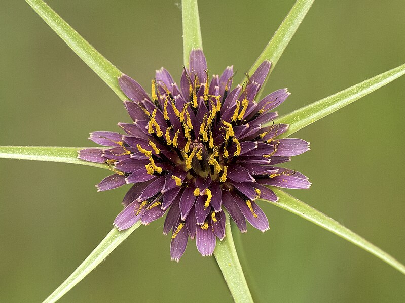 File:Tragopogon porrifolius - Wild purple salsify 02.jpg