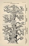 The Tree of Life as depicted by Ernst Haeckel in The Evolution of Man (1879) illustrates the 19th-century view that evolution was a progressive process leading towards man.