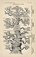 The tree of life as seen by Haeckel in The Evolution of Man (1879)