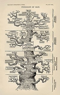 Genealogia arbo laŭ Ernst Haeckel