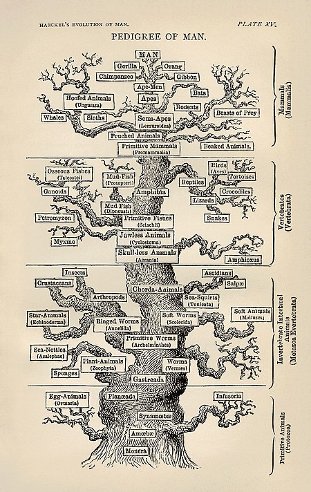 Tập_tin:Tree_of_life_by_Haeckel.jpg