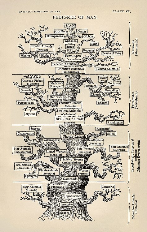 The tree of life as seen by Haeckel in The Evolution of Man (1879)