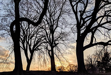 Trees on hill at sunset by Sgreene24