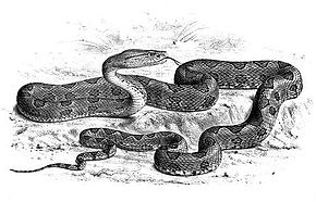 Beskrivelse av Trimeresurus_mucrosquamatus.jpg-bildet.