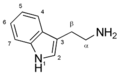 Diagram of a Tryptamine