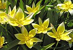 Thumbnail for Tulipa urumiensis