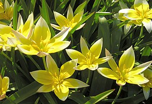Tulipa tarda 6.jpg