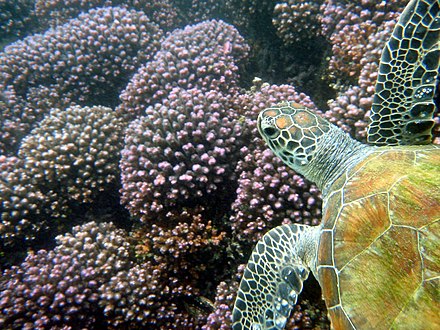 Sea turtle near the Oman Dive Center