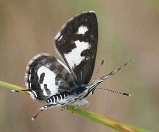<i>Tuxentius calice</i> Species of butterfly