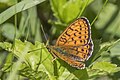 * Nomination Twin-spot fritillary (Brenthis hecate) --Charlesjsharp 09:01, 29 July 2022 (UTC) * Promotion  Support Good quality. --Frank Schulenburg 20:54, 29 July 2022 (UTC)