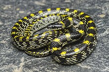 Two-coloured wolf snake.jpg