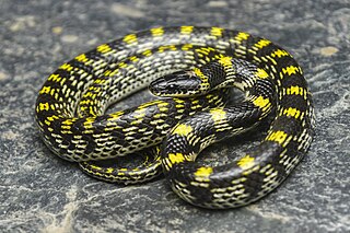 <i>Lycodon bicolor</i> Species of snake