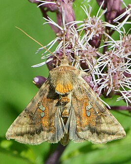 Autographa bimaculata