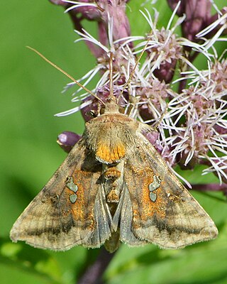 <i>Autographa bimaculata</i> Species of moth