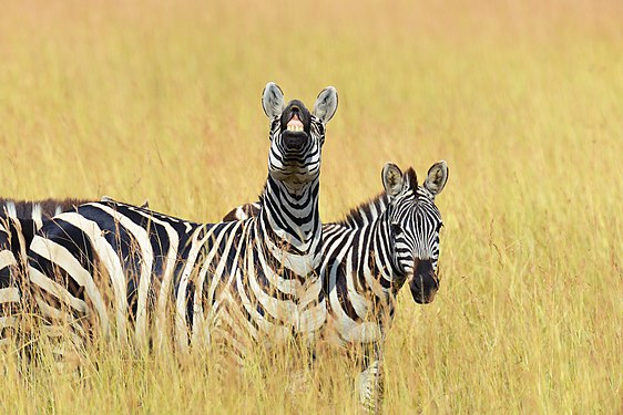 Two zebras in Masai Mara National Park Photograph: Byrdyak