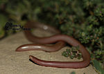 Thumbnail for Iranian worm snake