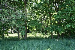 Trees at a manor park in Tytlewo