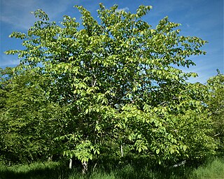 <i>Ulmus wallichiana <span style="font-style:normal;">subsp.</span> xanthoderma</i> Subspecies of elm