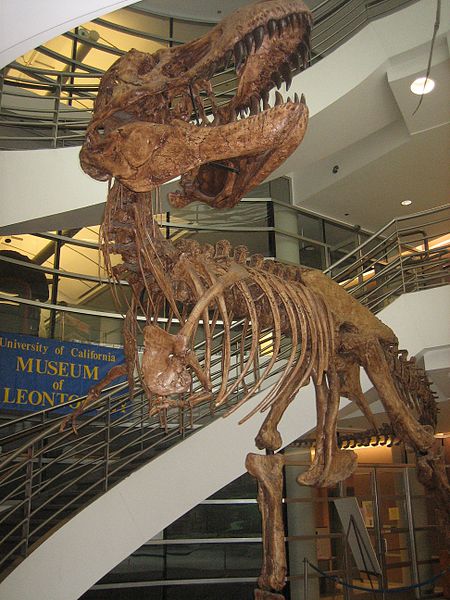 File:UCMP Tyrannosaur.jpeg