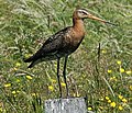 Barge à queue noire (Limosa limosa)