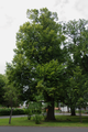 English: Tilia (Natural monument) in Ulrichstein Lindenparkstrasse, Ulrichstein, Hesse, Germany