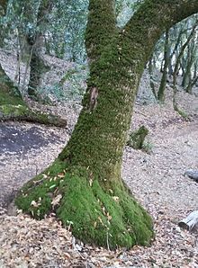 Lignotuber near ground level provides fire-resistant storage of energy and sprouting buds if fire damage requires replacement of the trunk or limbs. UmbellulariaLignotuber.jpg