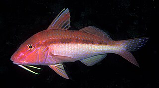 <i>Upeneichthys lineatus</i> Species of fish