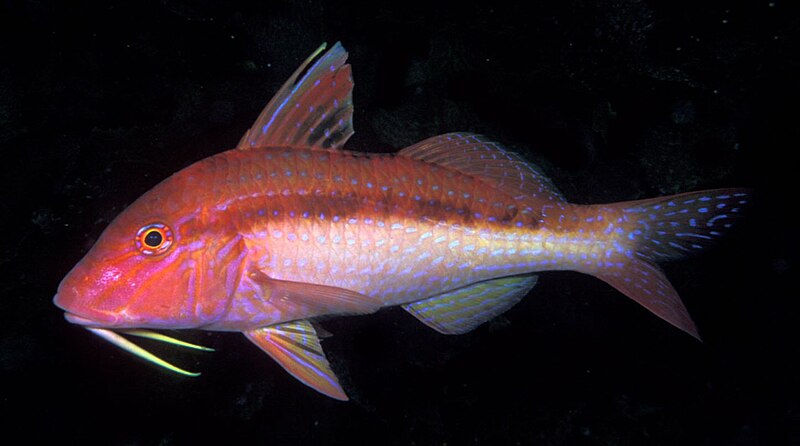 File:Upeneichthys lineatus (Blue-lined goatfish).jpg