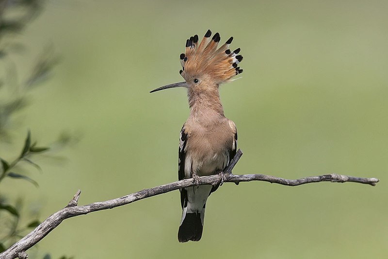 File:Upupa epos Natura 2000 Most Arda Eastern Rhodopes Bulgaria 01.jpg