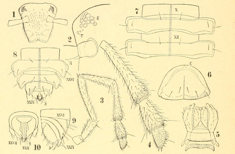 File:Urochordeuma bumpusi.png