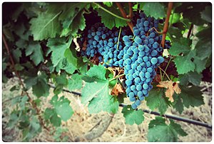 Uva del Syrah - presso Menfi.jpg