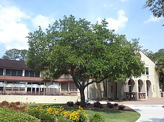 Quercus virginiana (Live oak), the state tree at Valdosta State University VSU Quad Tree 15.JPG