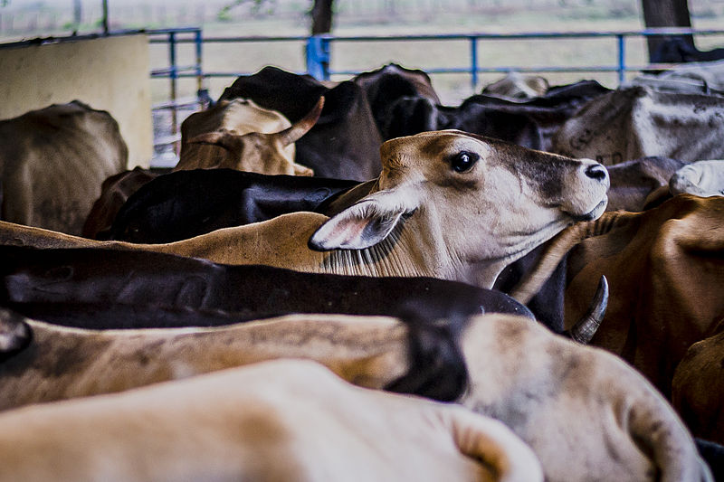 File:Vacas en el Llano.jpg