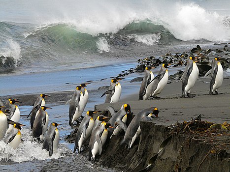 Краљевски пингвини излазе из воде.