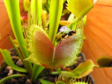 a video compilation of Venus's fly trap catching insects